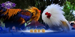đá gà uy tín